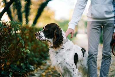 The Benefits of Clicker Training for Pets