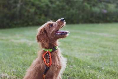 Pet Training: Teaching Your Dog to Play Fetch 