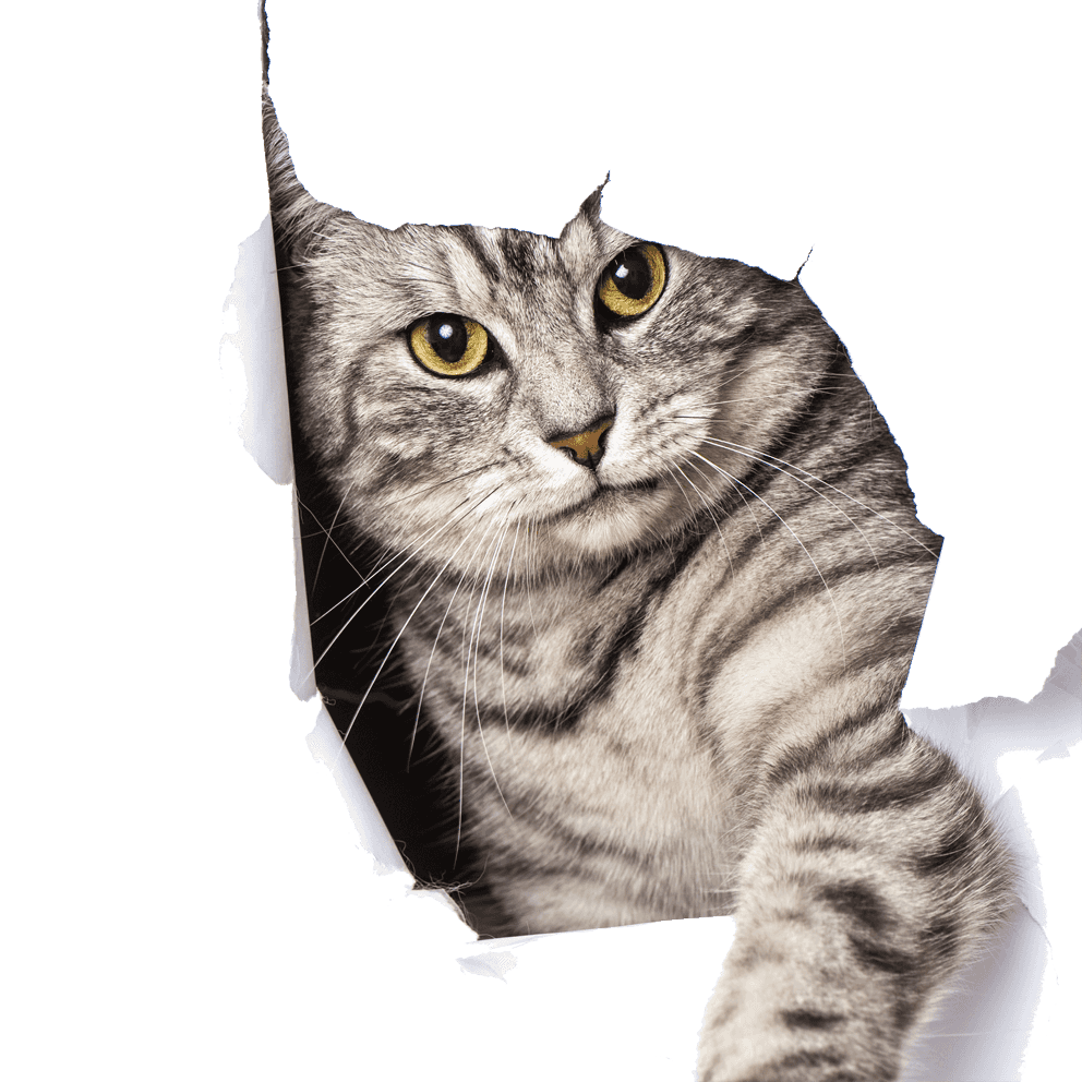 logo cat
